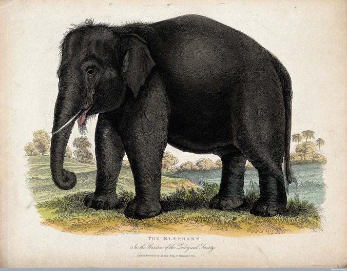 V0023127 Zoological Society of London: an elephant. Coloured etching.
